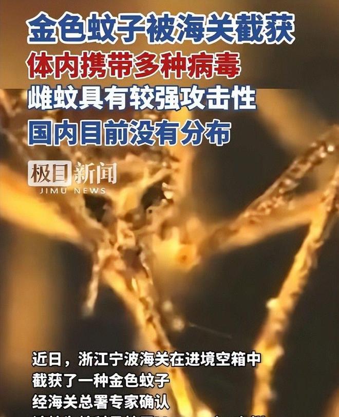 海關(guān)截獲美國(guó)“特工蚊”多種病毒最快7天發(fā)作又來(lái)禍害中國(guó)？(圖8)