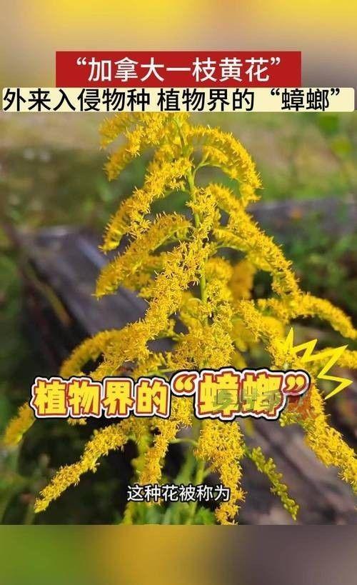海關(guān)截獲美國(guó)“特工蚊”多種病毒最快7天發(fā)作又來(lái)禍害中國(guó)？(圖7)